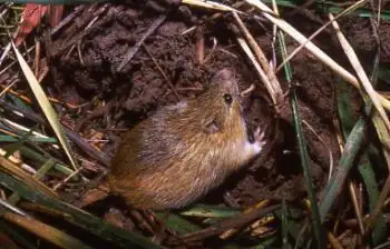 jumping mouse