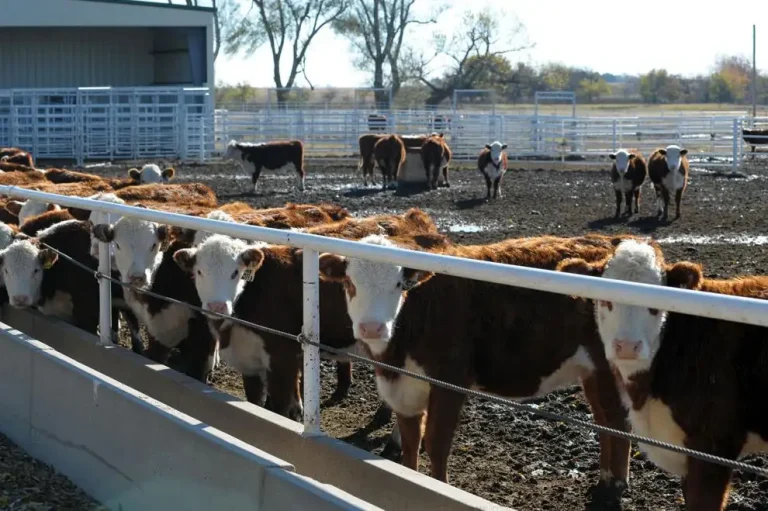 Managing heifers to improve longevity