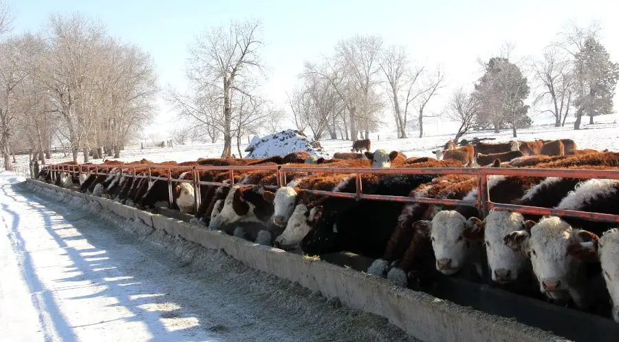 Don’t skimp on protein for pregnant cows