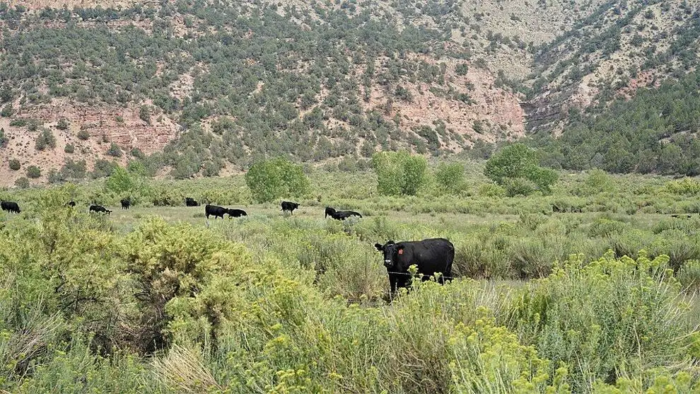 cattle grazing grand junction