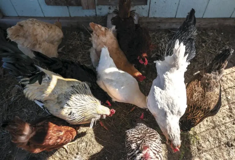 12 chickies.jpg