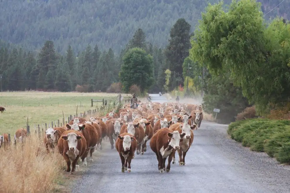 herding cattle at Harrell Hereford Ranch in Baker County