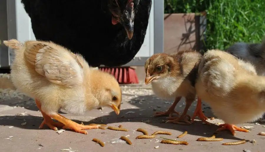 Alternative proteins for livestock