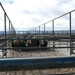 Marketing cattle from Mexico