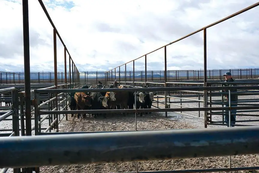A look at the Mexican beef market 