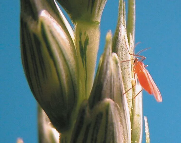 Wheat midge
