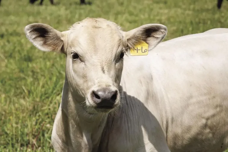 white calf