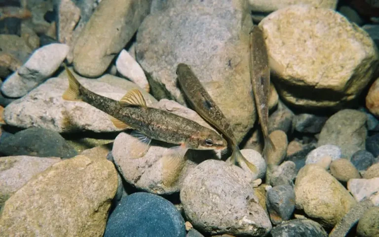 Long Valley speckled dace