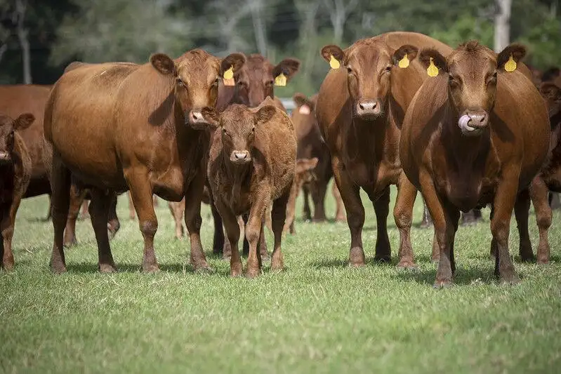Another successful year for the Red Angus Foundation, Inc.