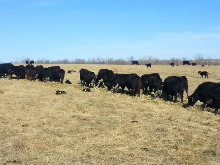 Adequate nutrition vital for lactating cows