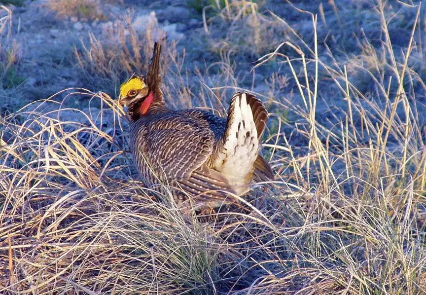 Lesser Prairie Chicken