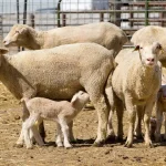 Help lambs beat the winter chill