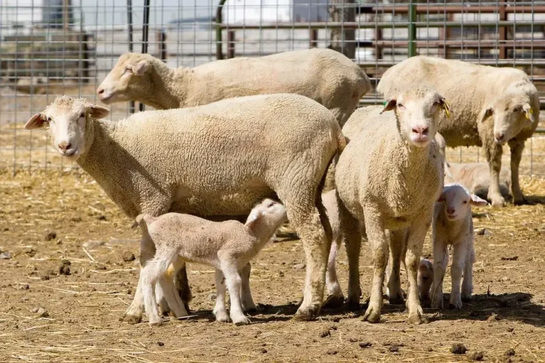 Help lambs beat the winter chill