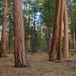 Old-growth ponderosa pine forest