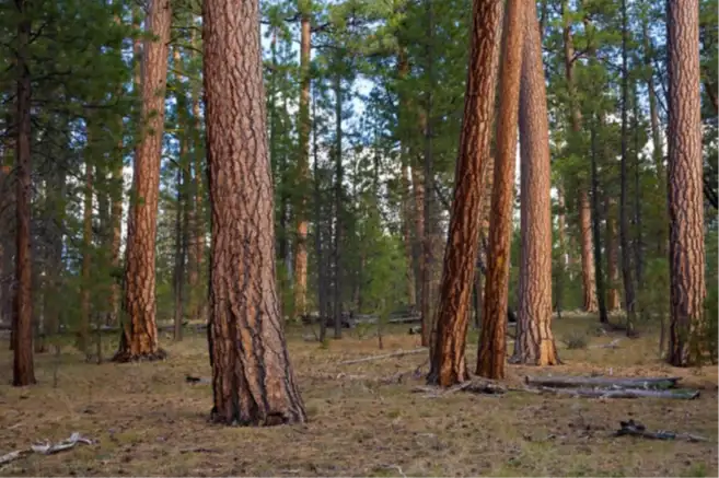 Old-growth ponderosa pine forest