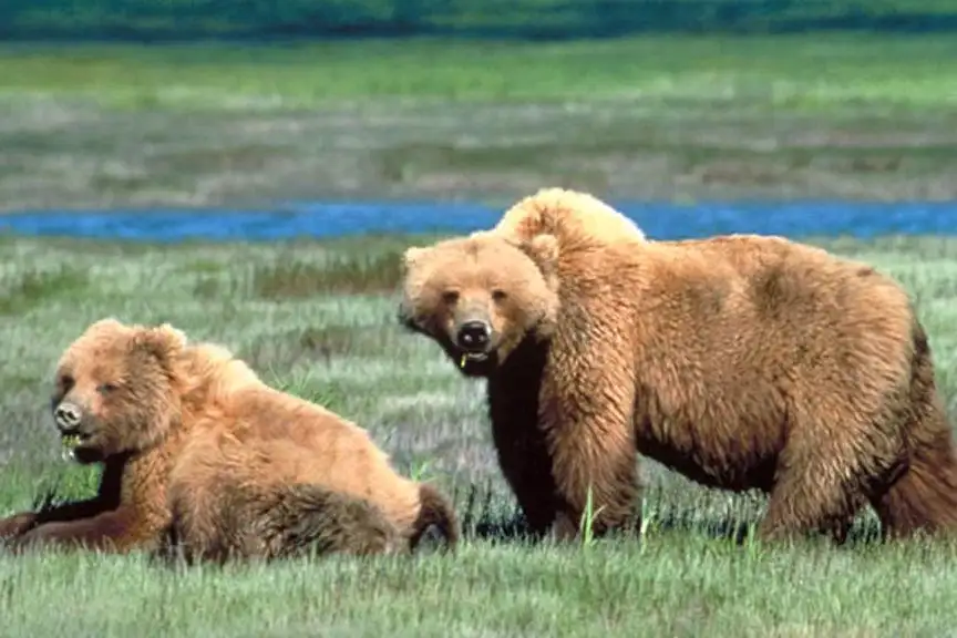 Judge: Feds should reassess grazing impacts on MT grizzlies