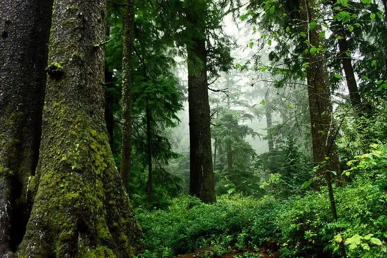USFS proposes plan to protect old-growth forests