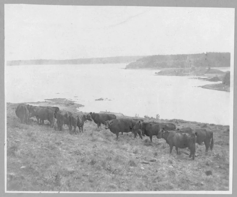 38. 1900c Government Angus herd of cattle