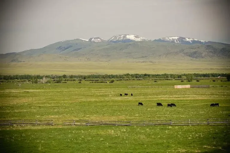 montana ranch grazing cattle
