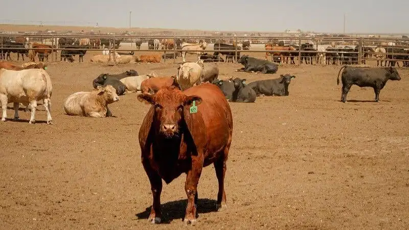 TX beef herd signals higher prices ahead