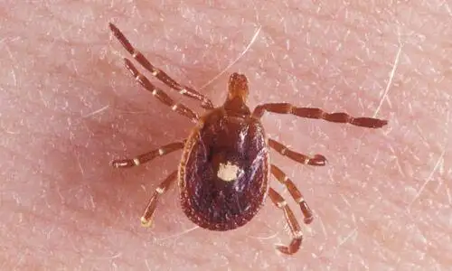 Lonestar tick