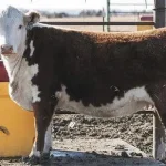 Heifers typically reach puberty around 12-13 months of age.