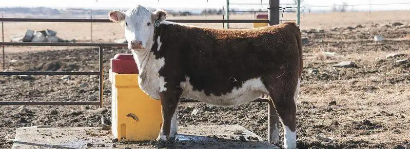 What should bred heifers be worth?