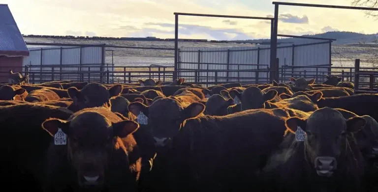 Bill seeks to expand grazing retirement