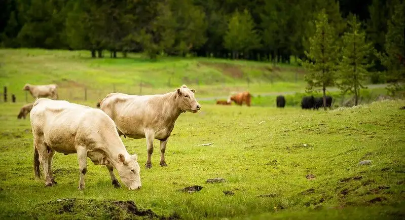 Cattle industry balances profit, costs amid market pressures