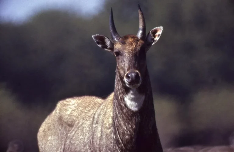 Nilgai