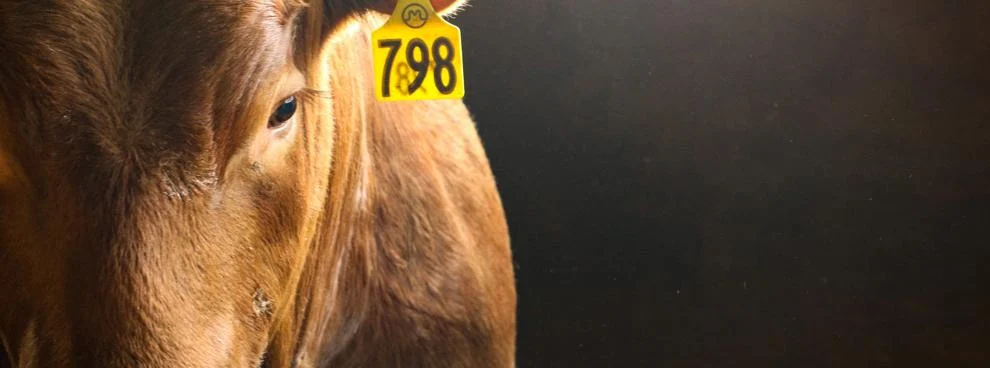 Midland Bull Test: The country’s largest source of efficiency-tested bulls