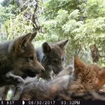 RSLassen-wolf-image41-CDFW-FPWC.jpg