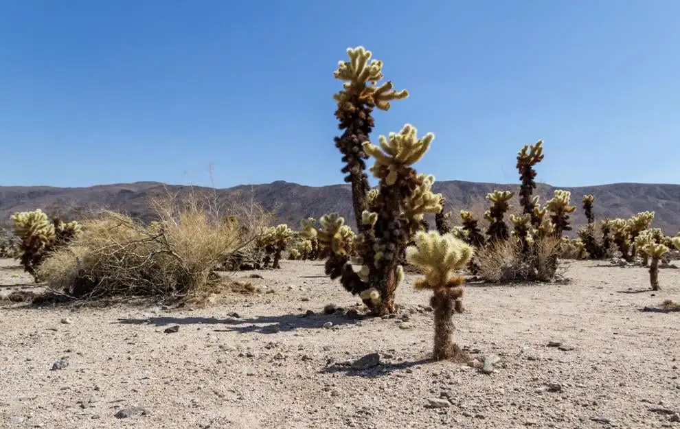 Joshua Tree National Park