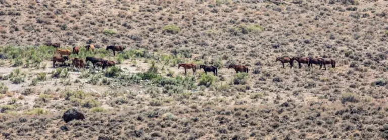 Feral horses degrade the land