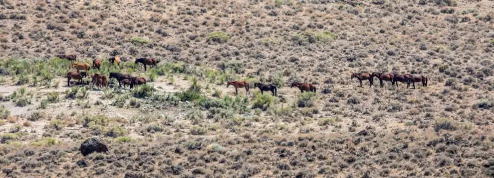NV horse gather to remove 1,300 feral horses