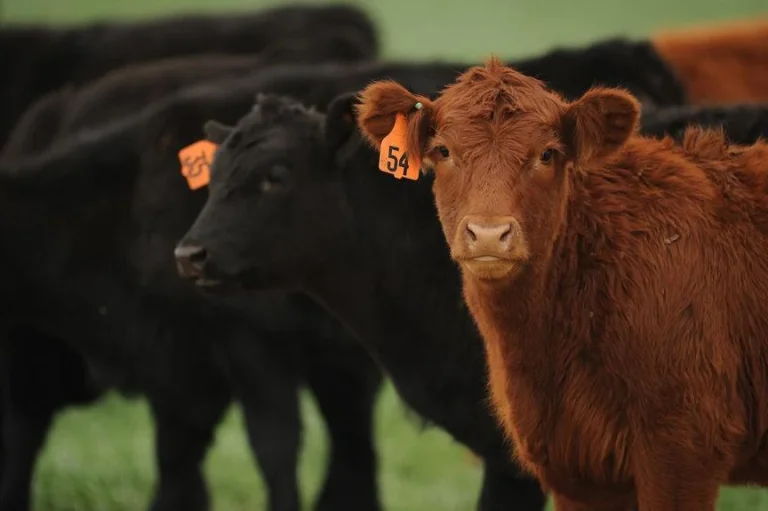 Who is the stocker cattle industry?