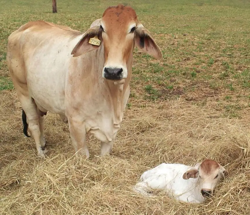 What causes white muscle disease in young livestock?
