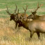 Elk damage frustrates Washington landowners