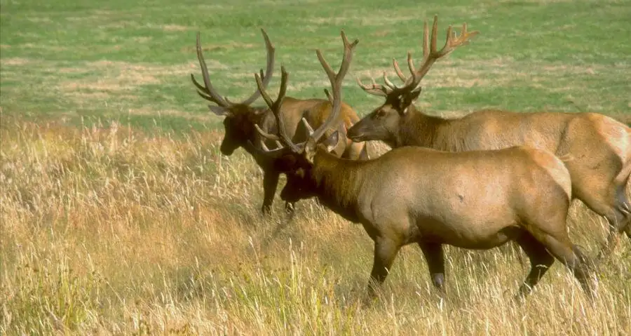 Elk damage frustrates Washington landowners