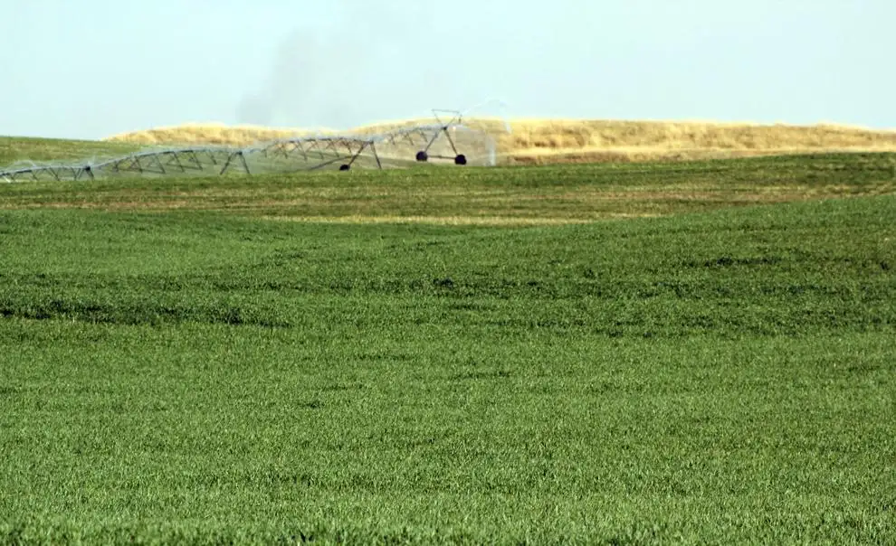 University of Nebraska looks at the economics of producing forage on cropland