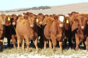 Preg check and cull replacement heifers early