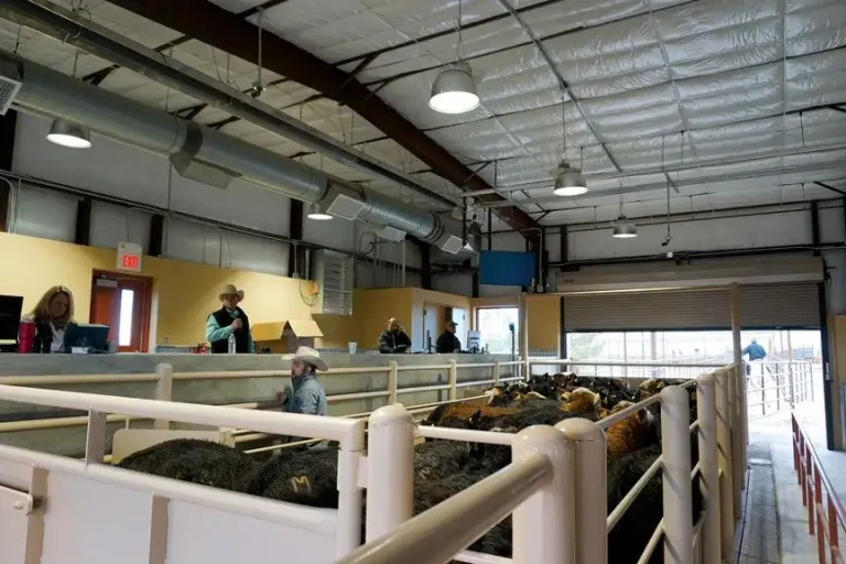 Marketing cattle from Mexico - 2