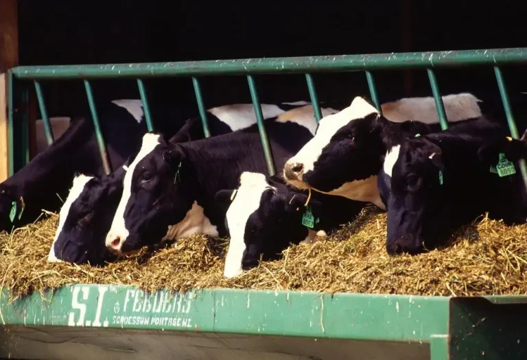 High tech facial recognition for cattle