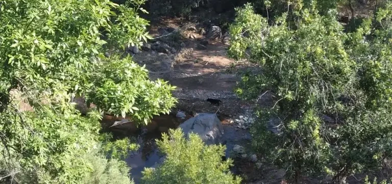 Black wolf in Arizona