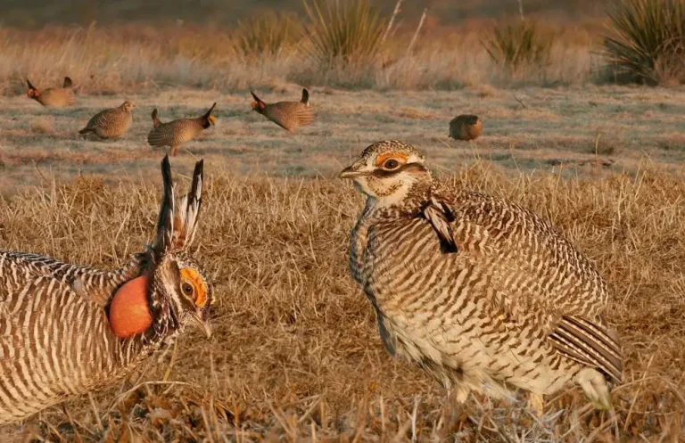 Lesser prairie chicken