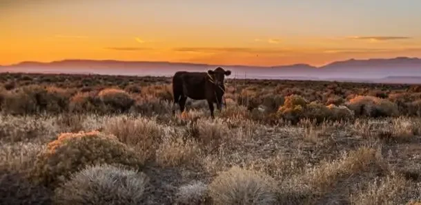 BLM advances Steens Mountain grazing plan amid protest