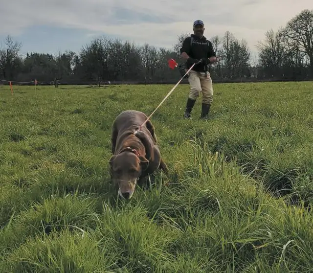 10 vole dog.jpg
