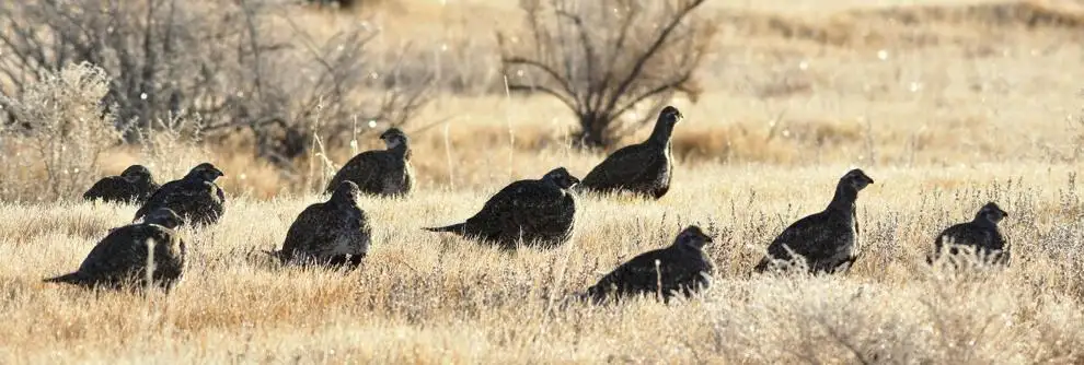 BLM releases revised sage-grouse plans