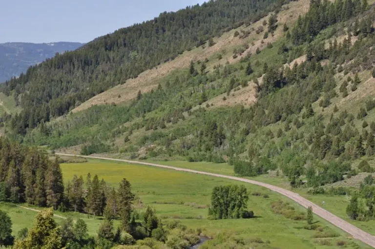 forest road in Caribou-Targhee National Forest