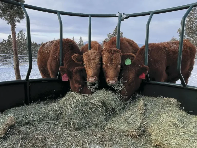 hay ring